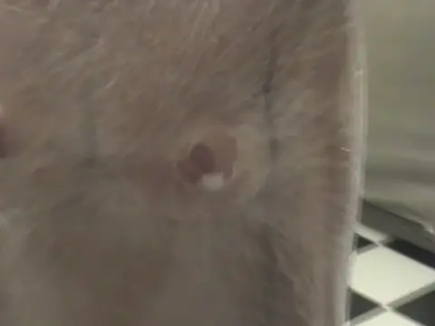 Poster: Porn online Sir Bs Willing Victim Nyssa Nevers 2