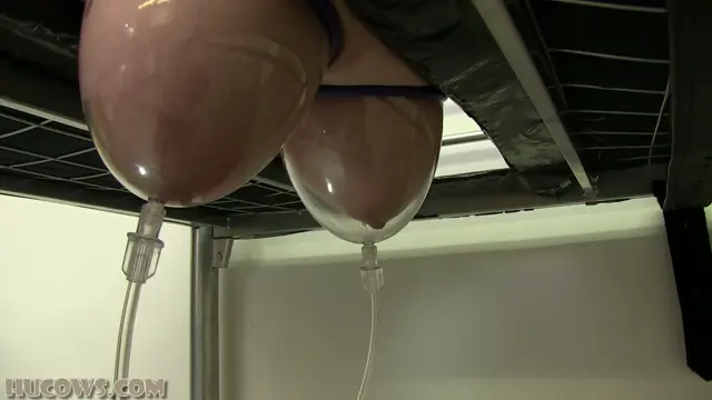 Poster: Hucows – Vina – Udder Expansio