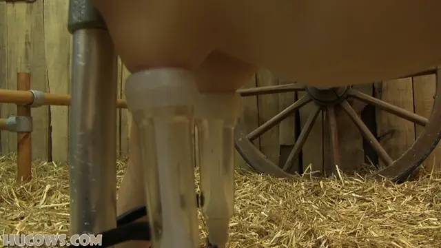 Poster: Hucows – Rachel Adams – sensitive