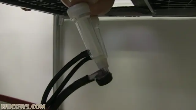 Poster: Hucows – Cory is back