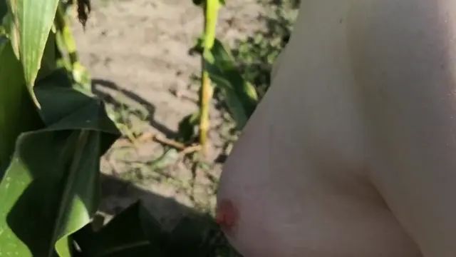 Poster: Slap me in the corn field